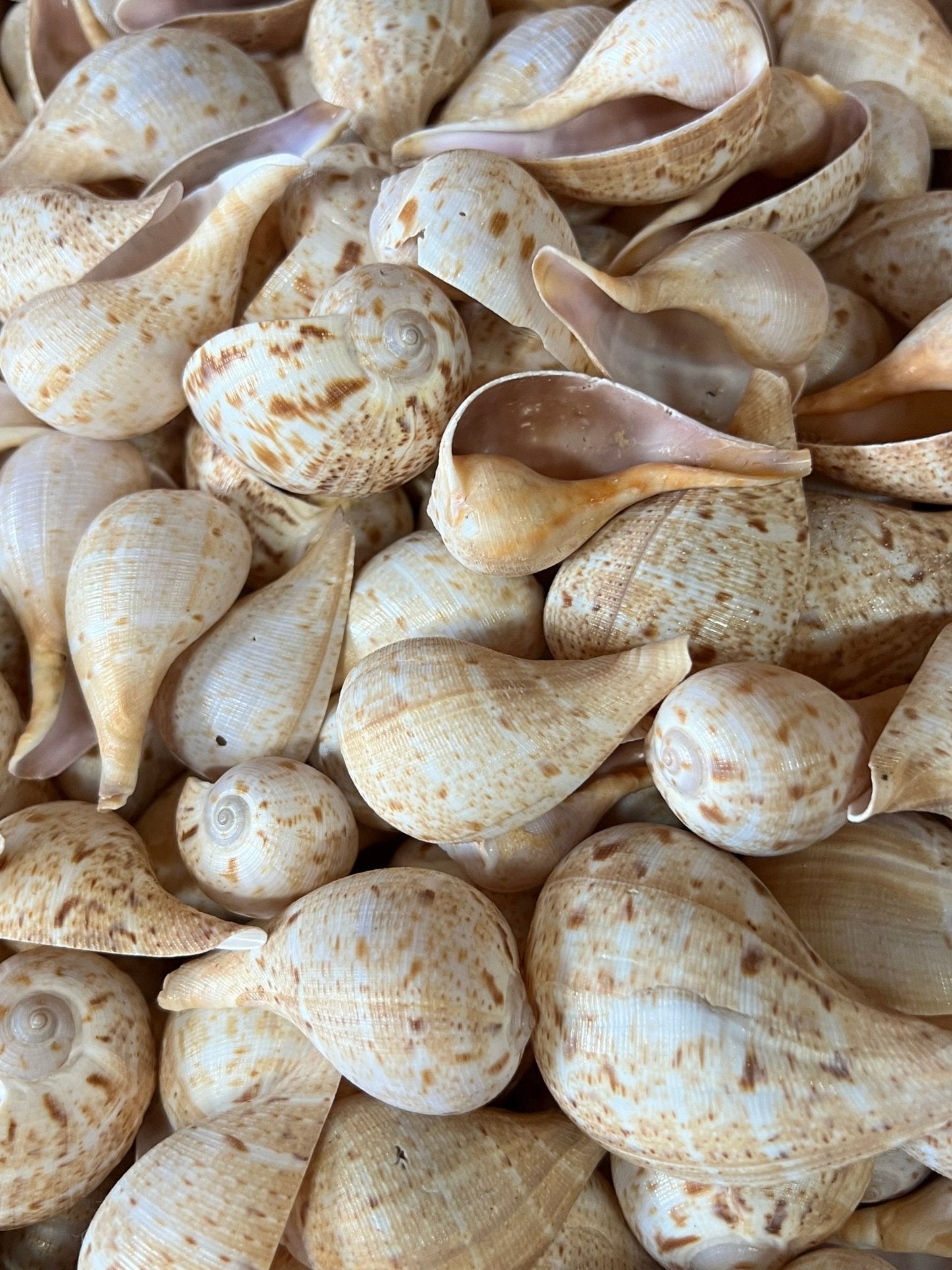 Paper Fig Snail Shells- Ficus