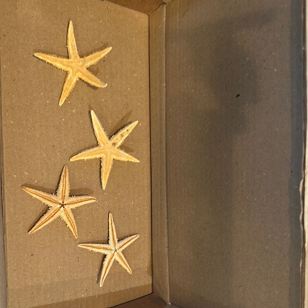 Real Flat Starfish