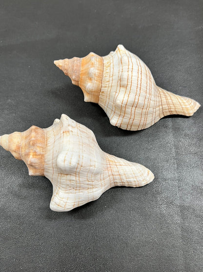 Fox Conch Shell