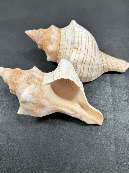 Fox Conch Shell