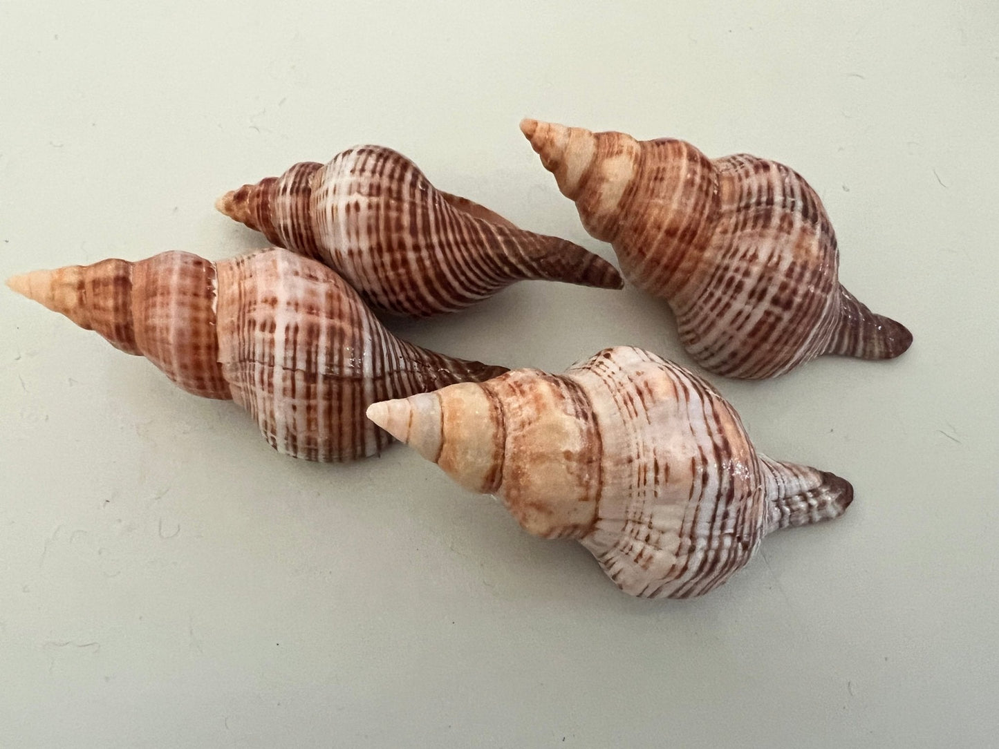 Fusie Conch Shell Fusinus