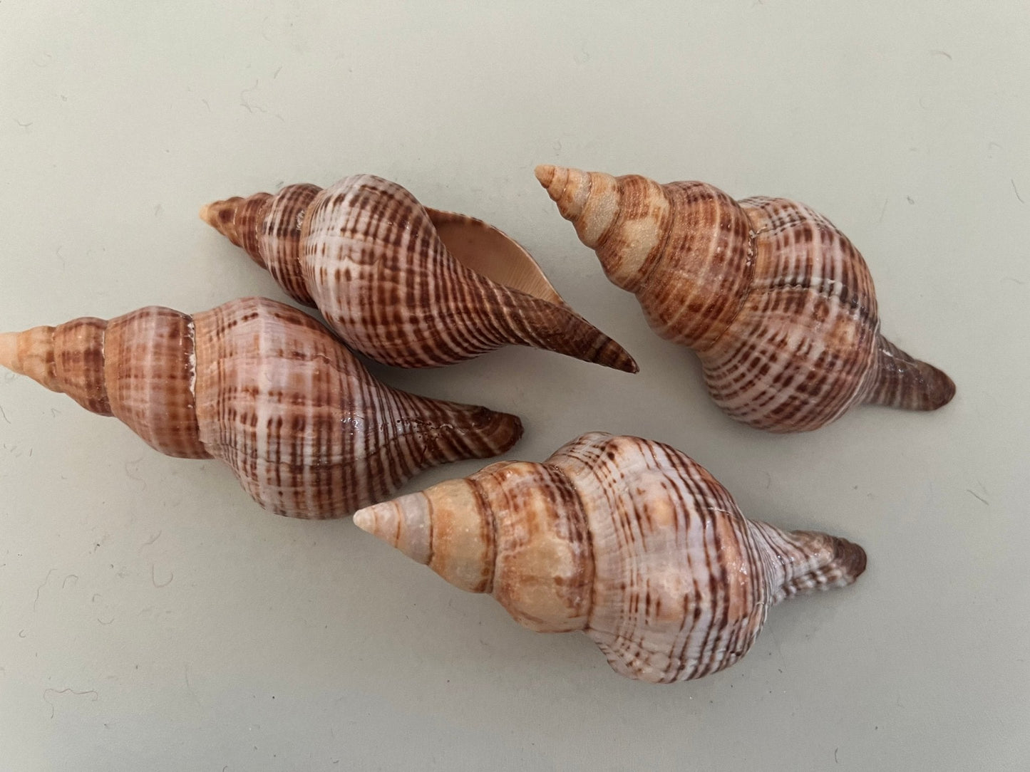 Fusie Conch Shell Fusinus