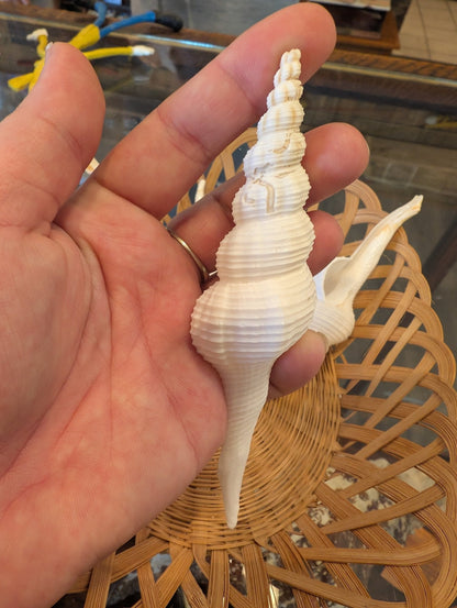 Fusus Colus White Spindle Shell