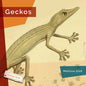Geckos - Hardcover