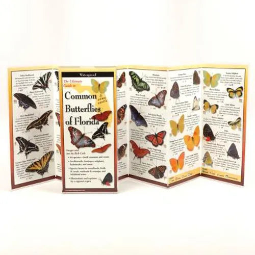 Common Butterflies of Florida