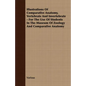 Illustrations of Comparative Anatomy, Vertebrate and Invertebrate - For the Use of Students in the Museum of Zoology and Comparative Anatomy - Paperback