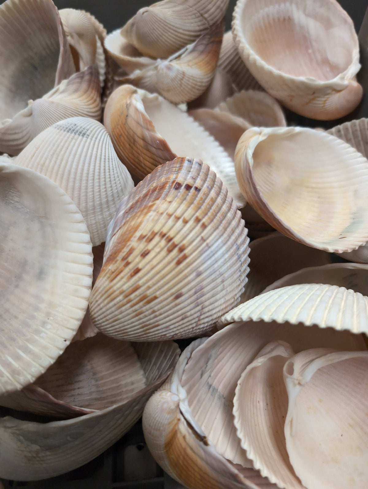 Giant Atlantic Cockle Shells (Dinocardium robustum)