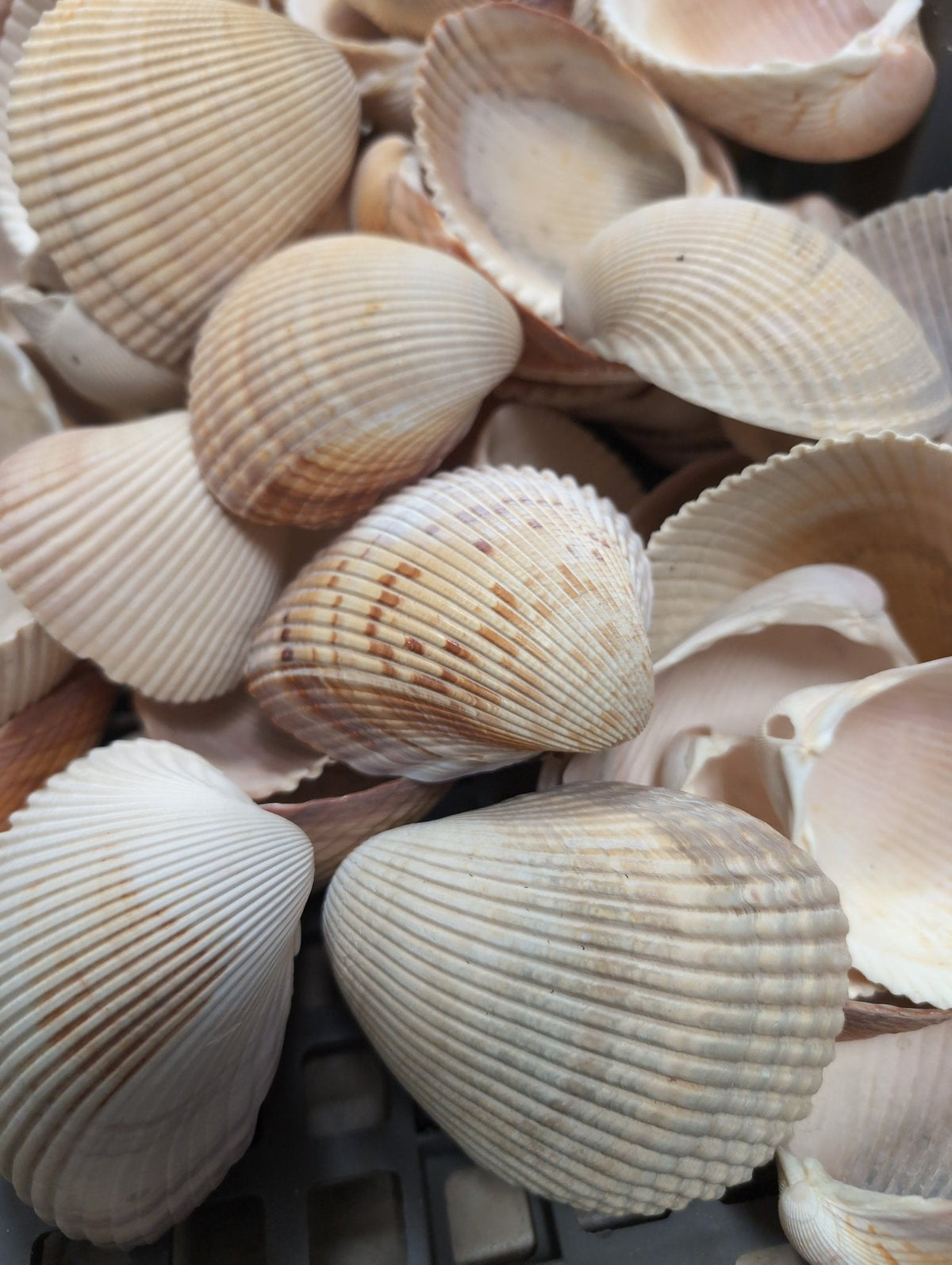 Giant Atlantic Cockle Shells (Dinocardium robustum)