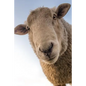 Sheep: Domestic Sheep Are Quadrupedal, Ruminant Mammals Typically Kept as Livestock. Like Most Ruminants, Sheep Are Members o - Paperback