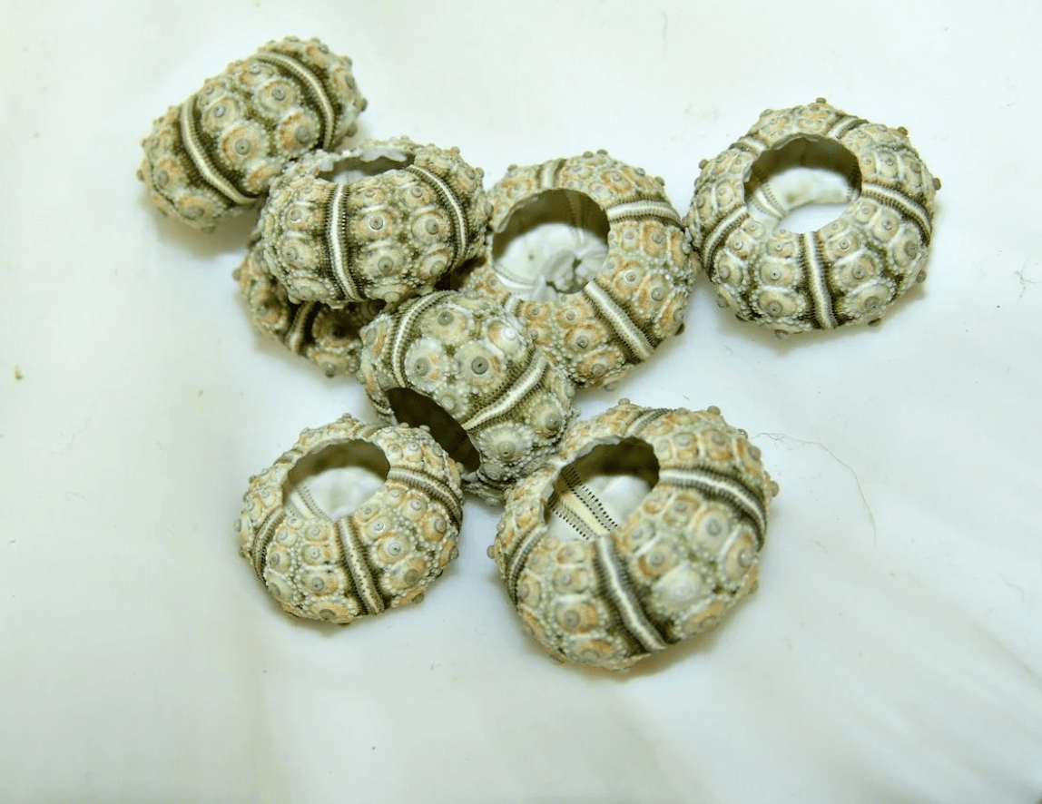 Green Sputnik Urchin Test Shell