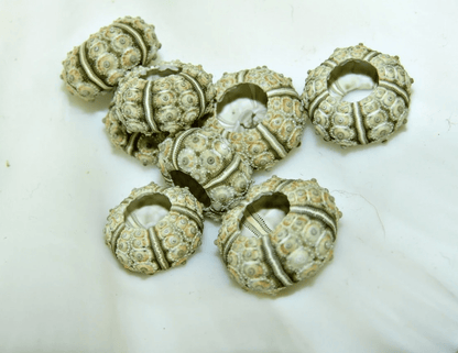 Green Sputnik Urchin Test Shell