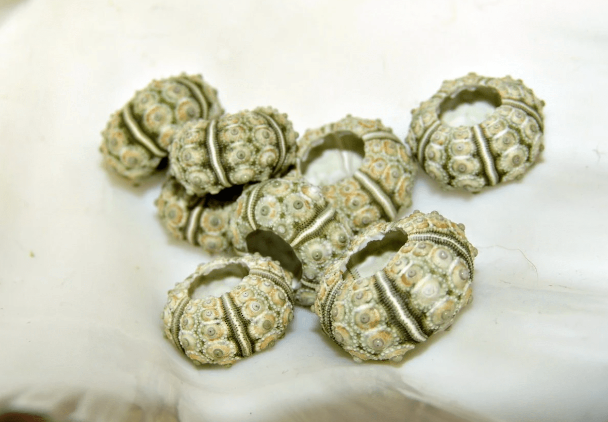 Green Sputnik Urchin Test Shell