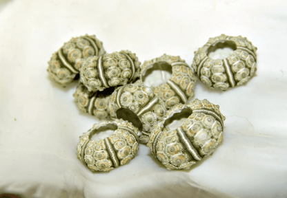 Green Sputnik Urchin Test Shell