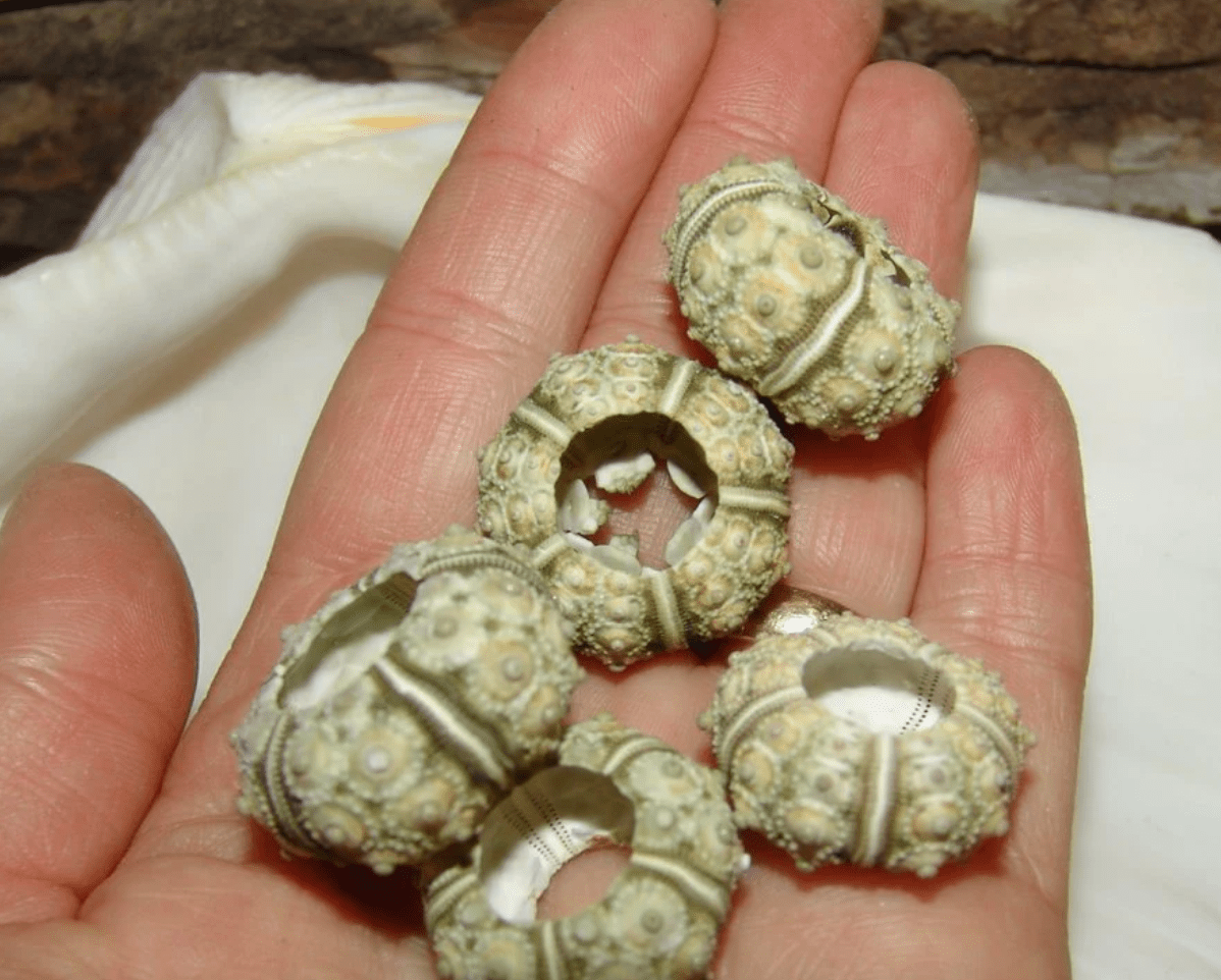 Green Sputnik Urchin Test Shell