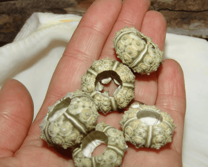 Green Sputnik Urchin Test Shell