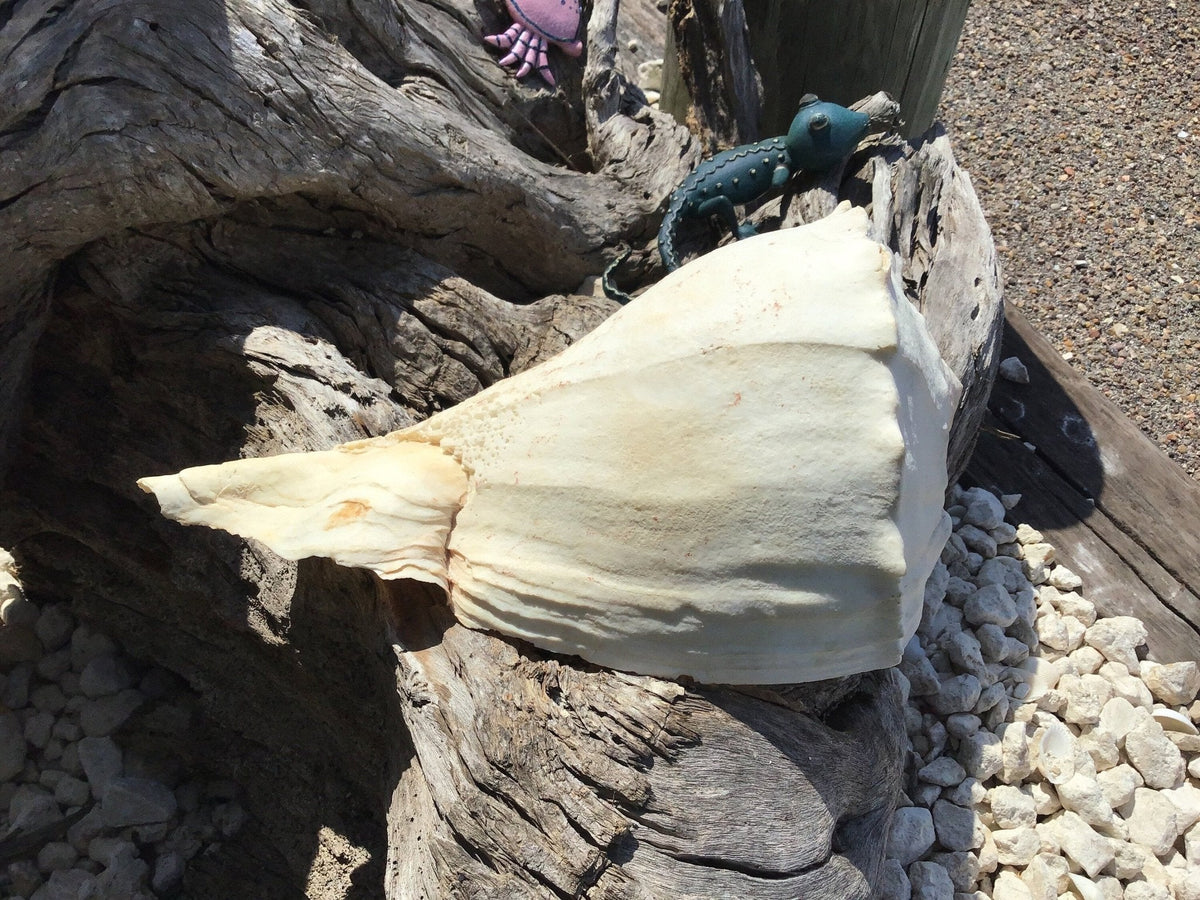 Growth Abnormality Lightning Whelk