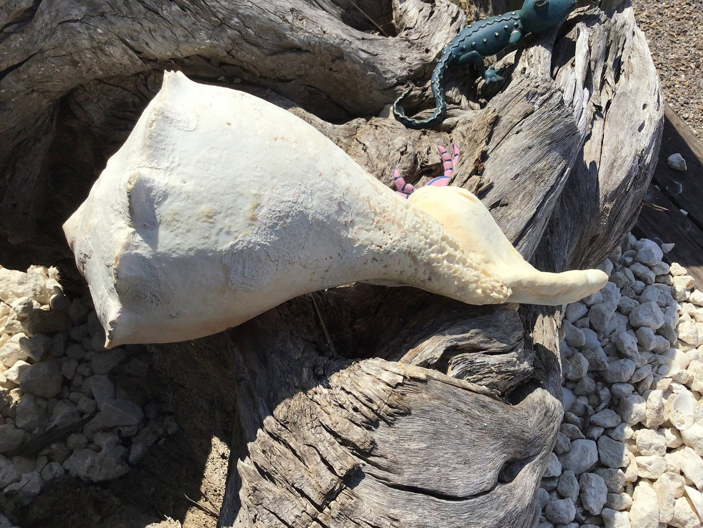 Growth Abnormality Lightning Whelk