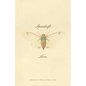 Spindrift Love - Paperback