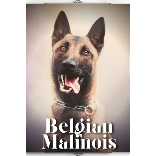 Belgian Malinois: Dog breed overview and guide - Paperback