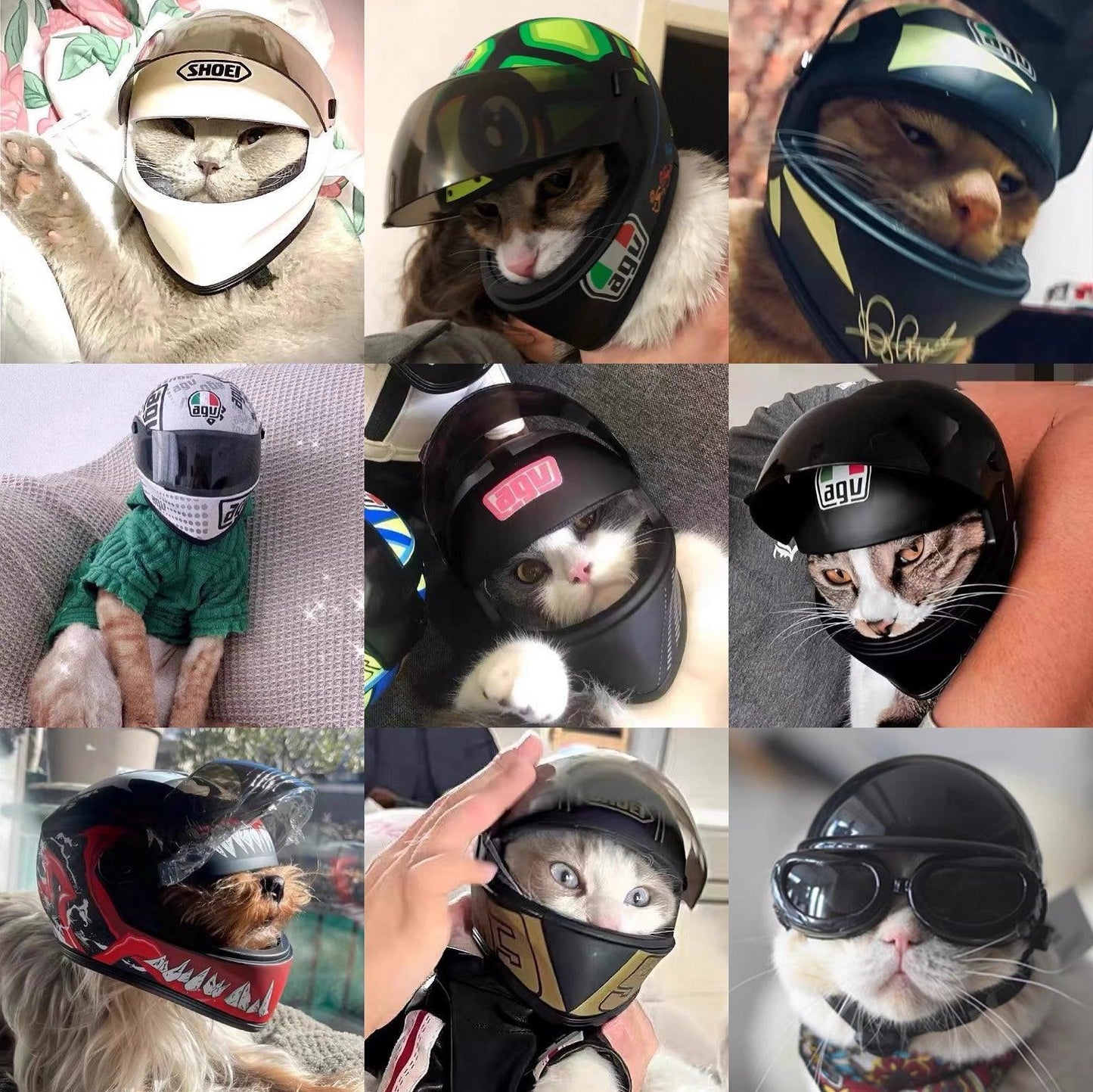 Helmet for Fur Baby🐱