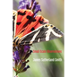 Small-Scale Observations - Paperback
