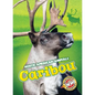 Caribou - Library Binding