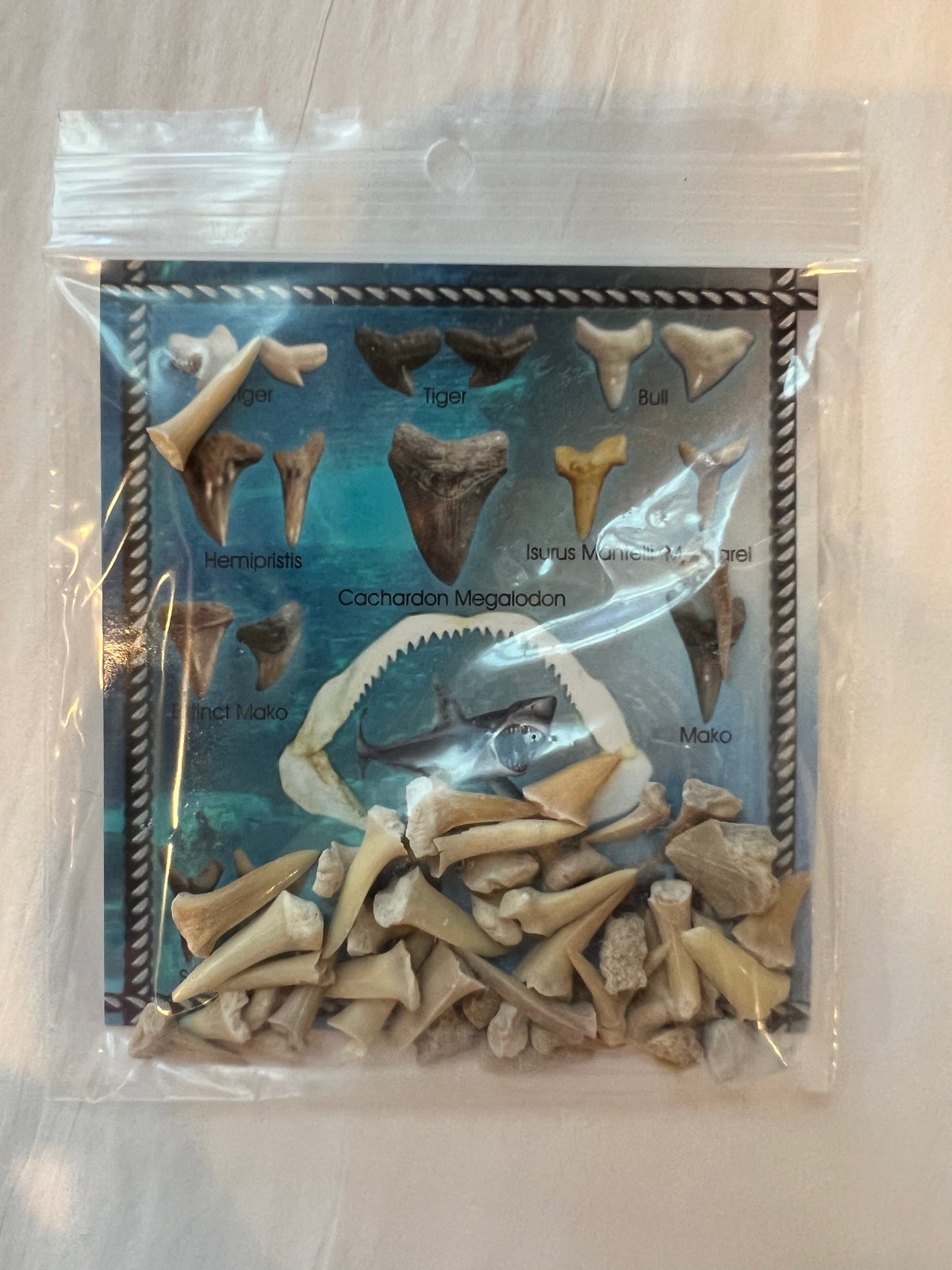 Fossilized Shark Teeth Fossils with Cards