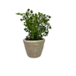 Faux  Fern in Cement Pot