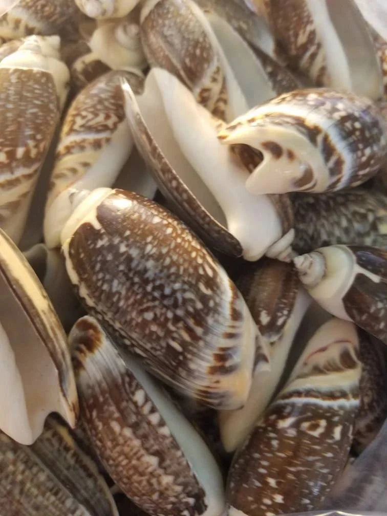 Indian Pacific Olive Gibbosa Shells (Agaronia gibbosa)