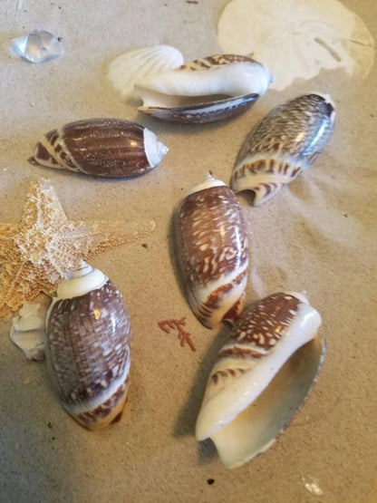 Indian Pacific Olive Gibbosa Shells (Agaronia gibbosa)