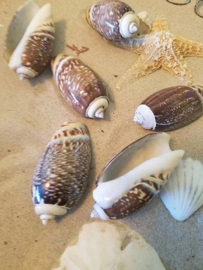 Indian Pacific Olive Gibbosa Shells (Agaronia gibbosa)
