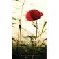 Chaplains of ANZAC: New Zealand's fallen Chaplains of the Great War - Hardcover