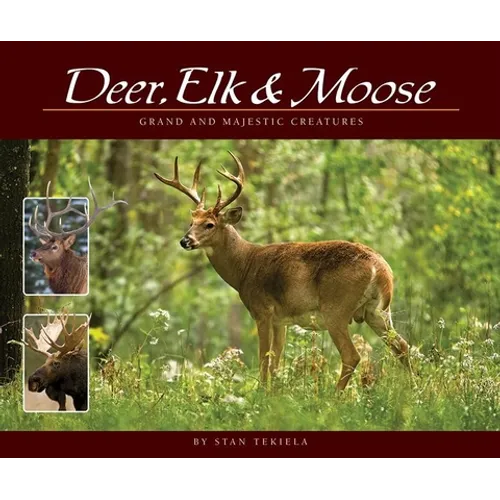 Deer, Elk & Moose: Grand and Majestic Creatures - Paperback