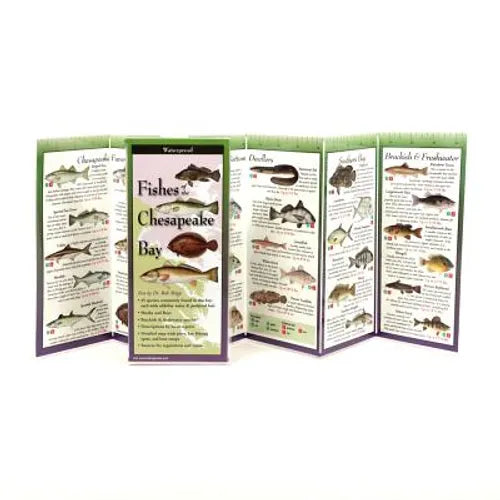 Fishes of the Chesapeake Bay