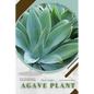Agave Plant: Prodigy Petal, Plant Guide - Paperback
