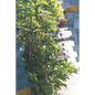 balcony plants - Paperback