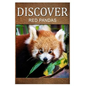 Red Pandas - Discover: Early reader's wildlife photography book - Paperback