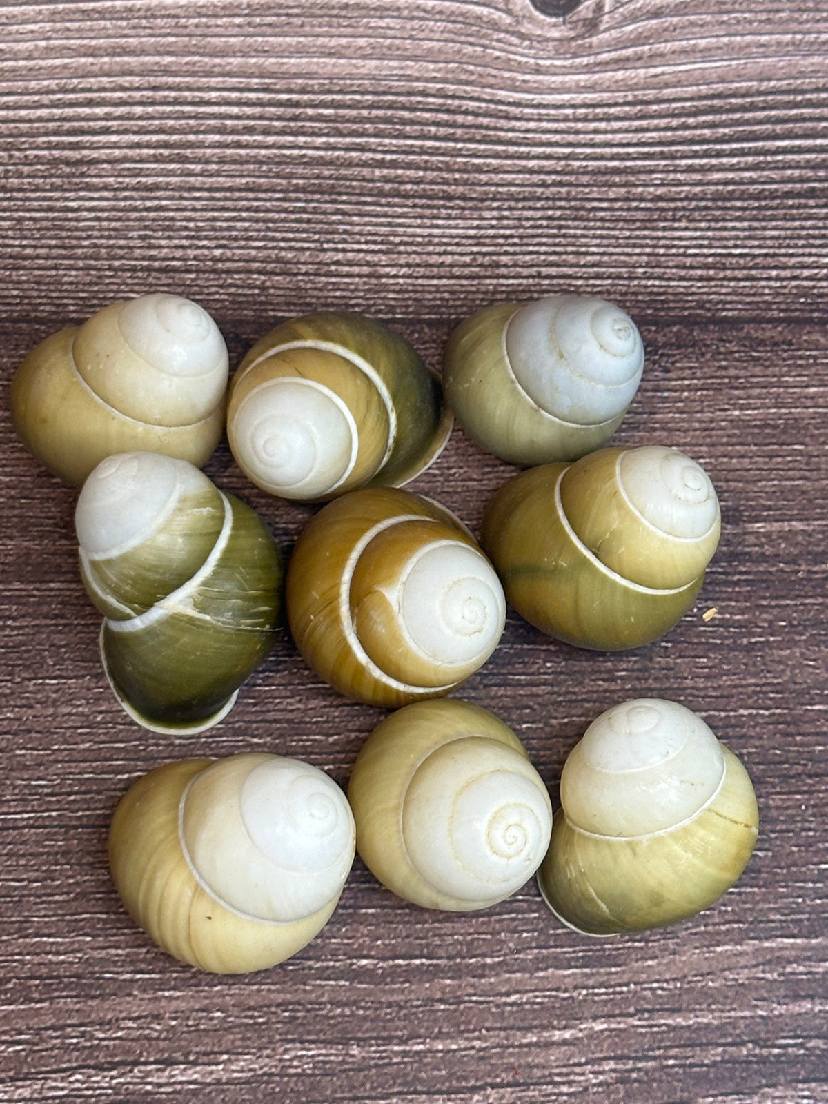 Helicostyla jonasi Land Snail Shell
