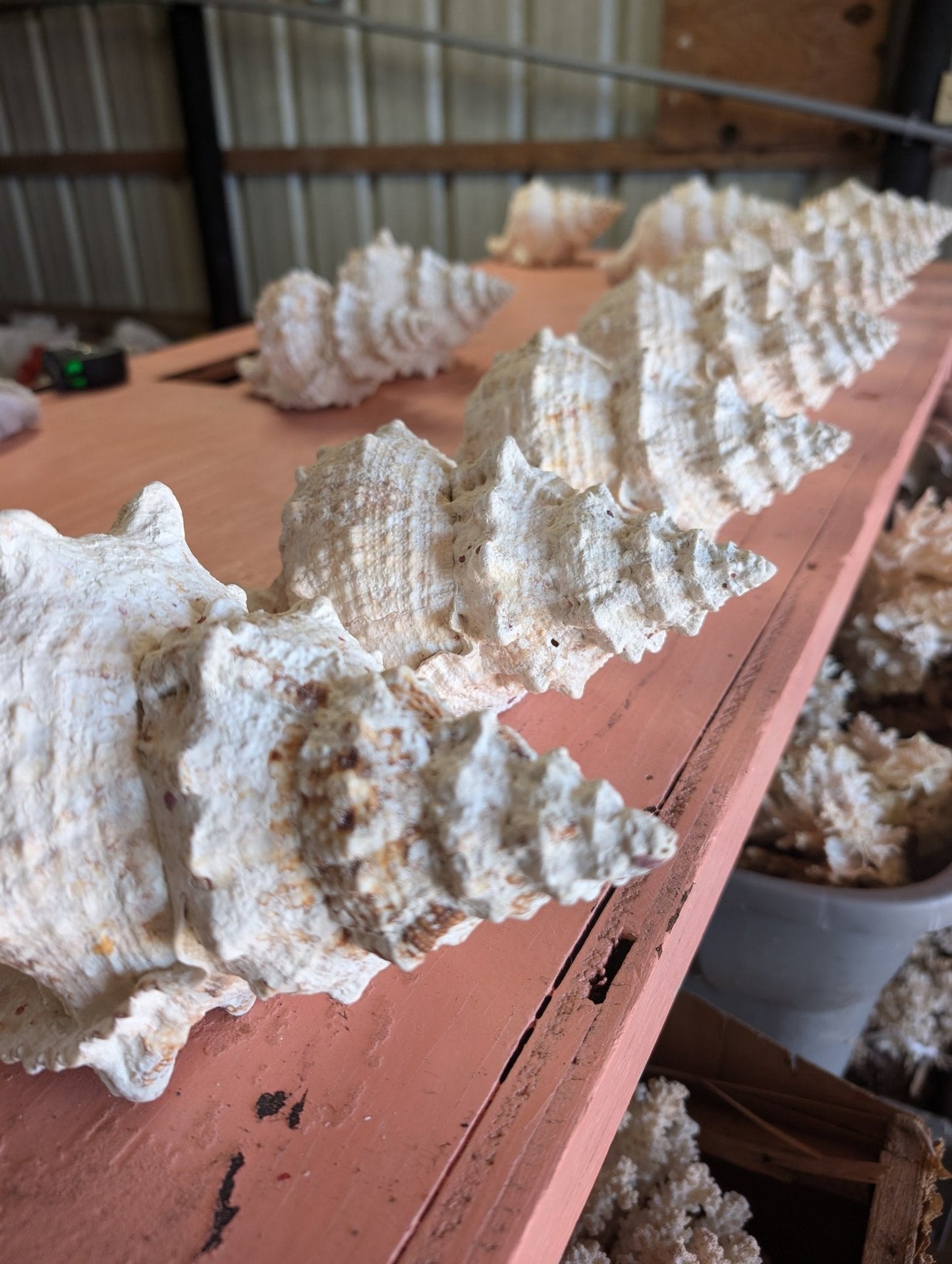 Giant Frog Conch Shell - Tutufa bubo - Multiple Size Options 6-11"