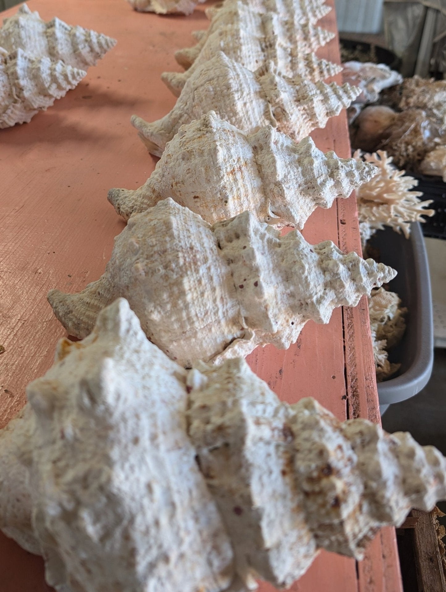 Giant Frog Conch Shell - Tutufa bubo - Multiple Size Options 6-11"