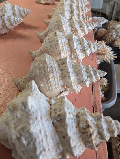 Giant Frog Conch Shell - Tutufa bubo - Multiple Size Options 6-11"