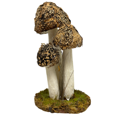 Mushroom Cluster