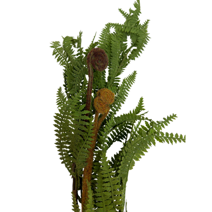 Fern Garland
