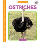 Ostriches - Library Binding