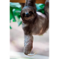 sloth - Paperback