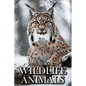 Wildlife Animals: Picture Books For Adults With Dementia And Alzheimers Patients - Beautiful Photos Of Wild Scenes with Animals - Paperback