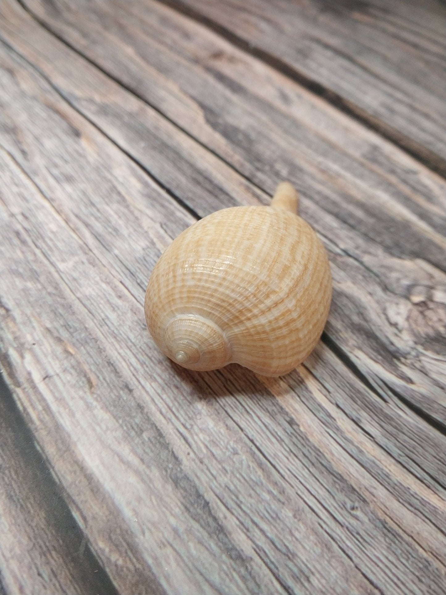 Medium Brown Paper Fig Shell  Ficus papyratia
