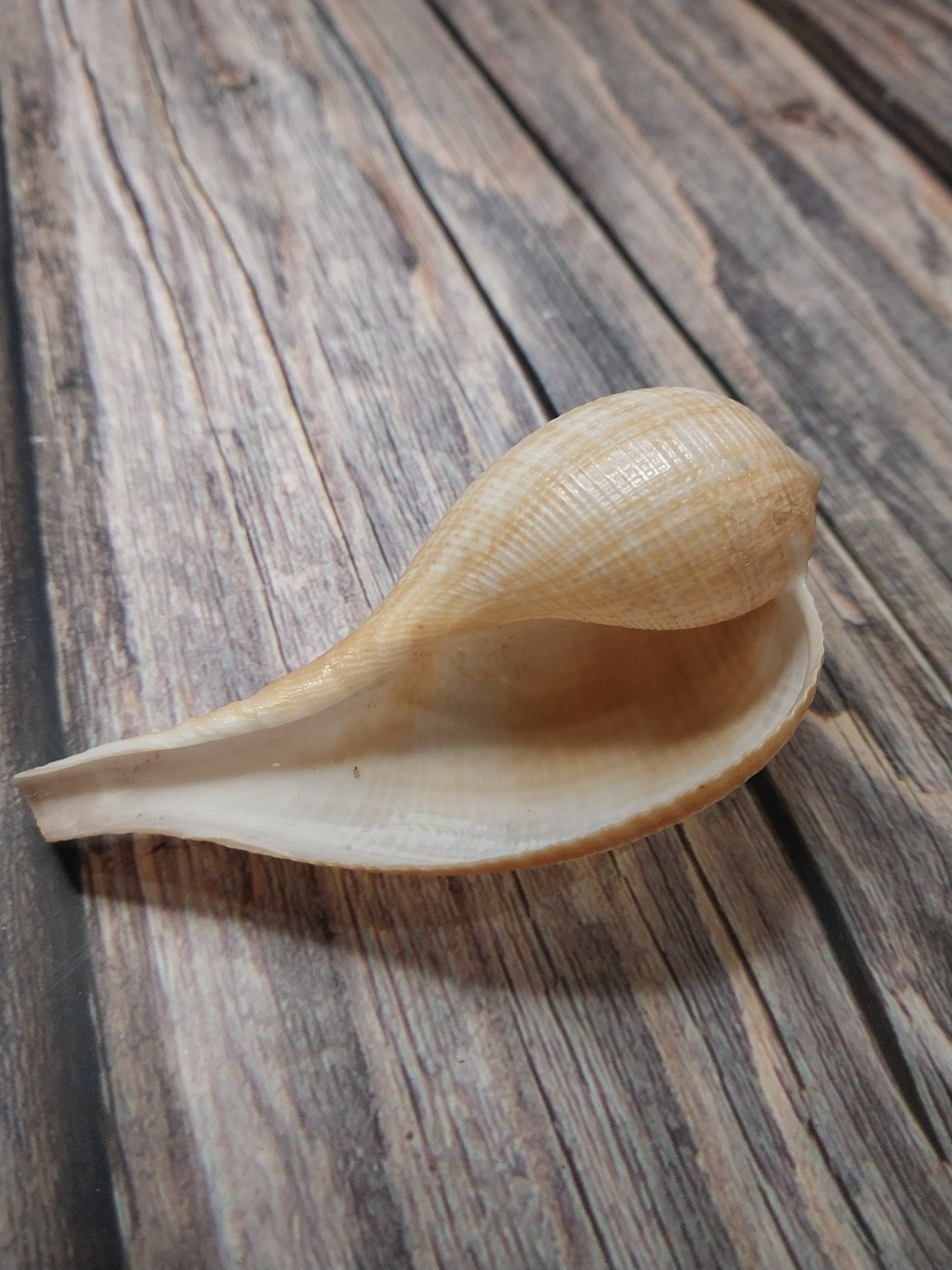 Medium Brown Paper Fig Shell  Ficus papyratia