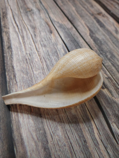 Medium Brown Paper Fig Shell  Ficus papyratia