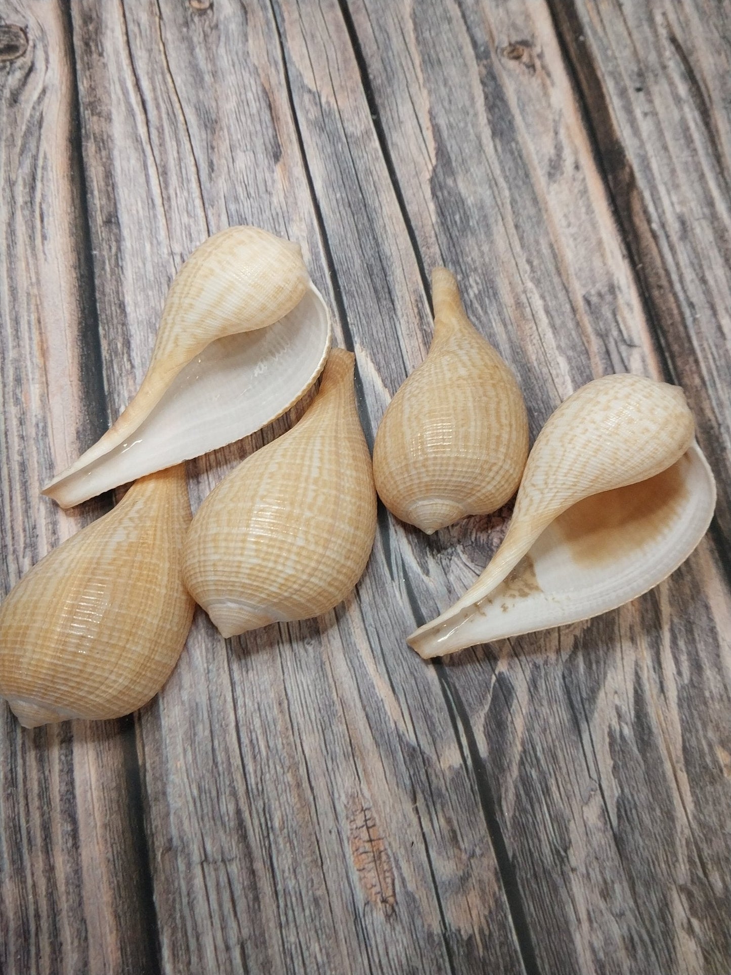 Medium Brown Paper Fig Shell  Ficus papyratia